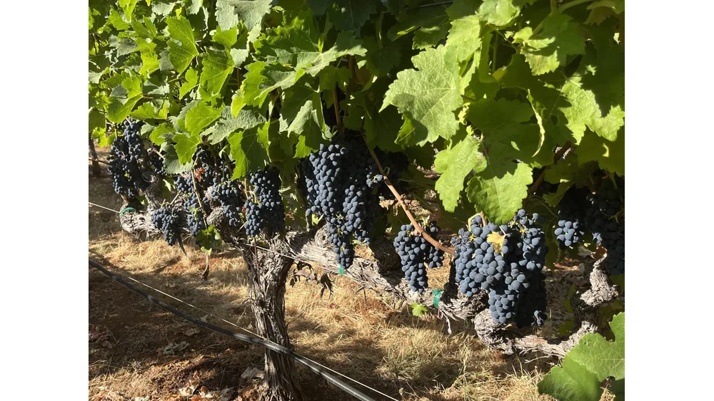 Chùm nho Syrah và Shiraz đỏ sẫm dưới tán lá xanh trên cây nho trong vườn nho có hệ thống ống tưới