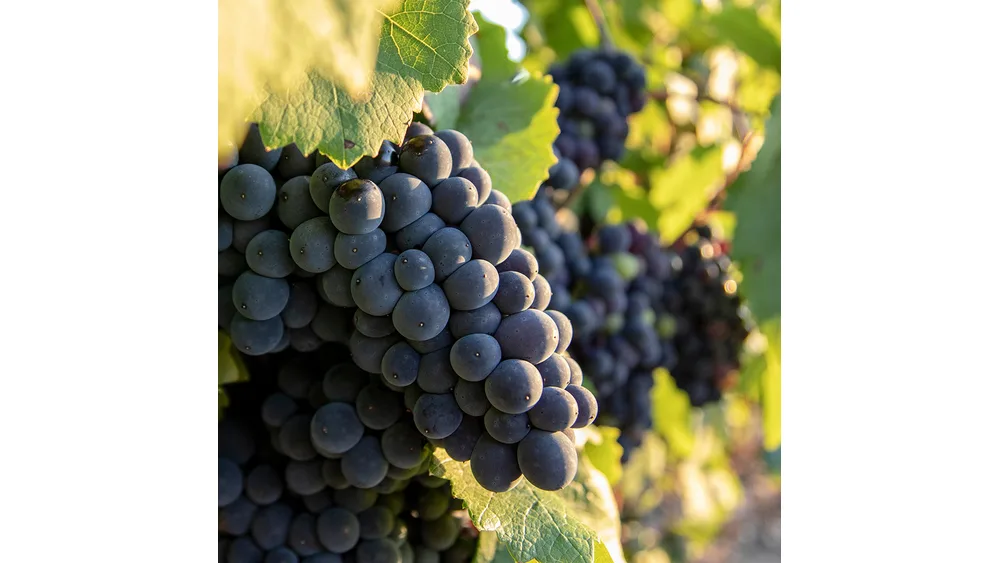 Chùm nho Pinot Noir quả nhỏ màu xanh tím sẫm kết chặt trên cây nho cạnh lá xanh