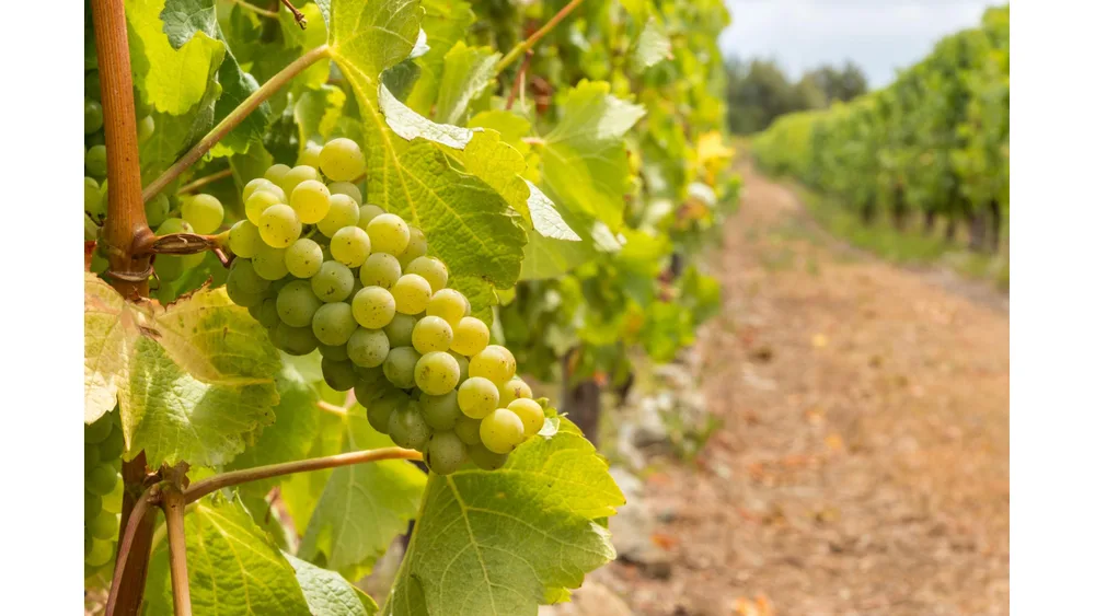 Chùm nho Sauvignon Blanc quả xanh sáng treo trên cây giữa lá nho và hàng nho trong vườn