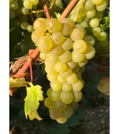 Cận cảnh chùm nho Chardonnay xanh vàng căng tròn bên cạnh lá nho trên cây