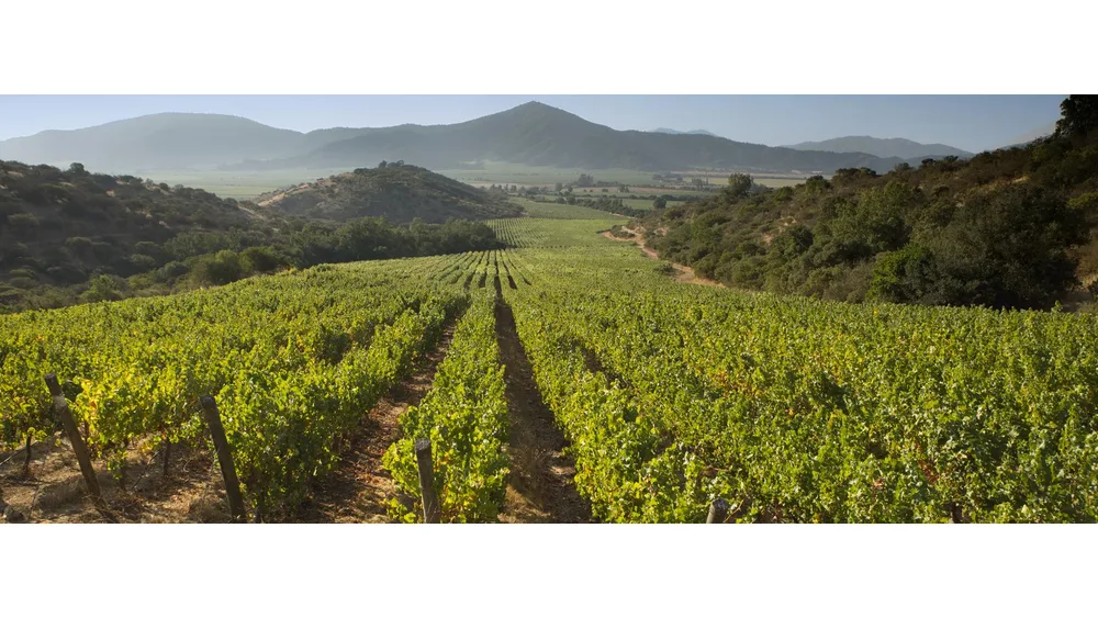Vườn nho Casablanca Valley, Chile với những hàng nho xanh chạy dài giữa các ngọn đồi