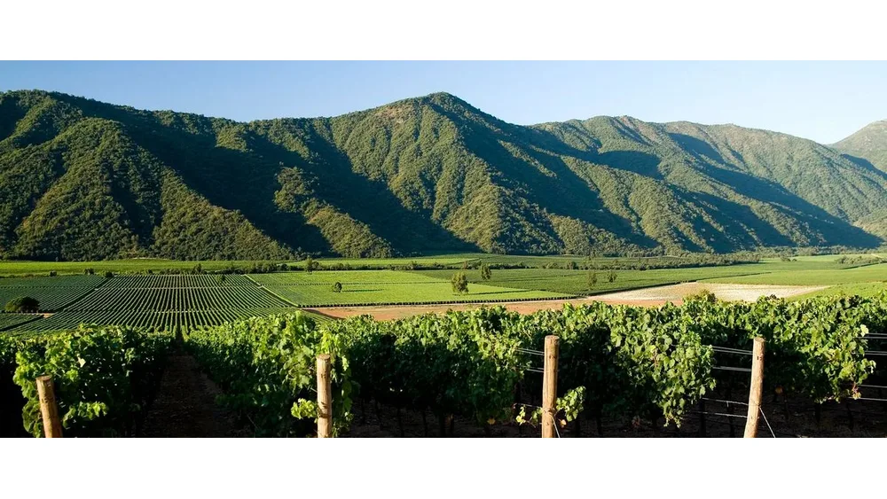 Vườn nho Veramonte tại thung lũng Casablanca, Chile với hàng nho và đồi núi phía xa