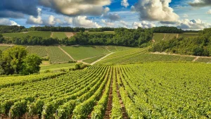 Chardonnay: Một giống nho, nhiều phong cách vang trắng